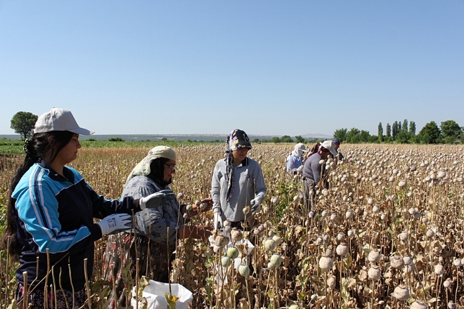 36 derece sıcakta kozalak kırıp ekmek parası kazanıyorlar