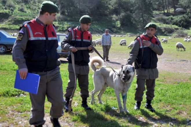 KÖPEK DÖVÜŞÜNE ŞOK BASKIN