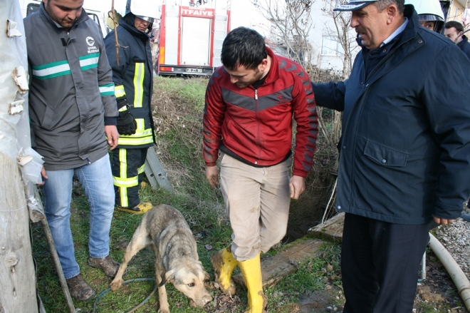 KUYUYA DÜŞEN KÖPEK KURTARILDI