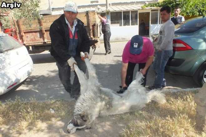 KÖPEKLERİ KİM ÖLDÜRÜYOR?