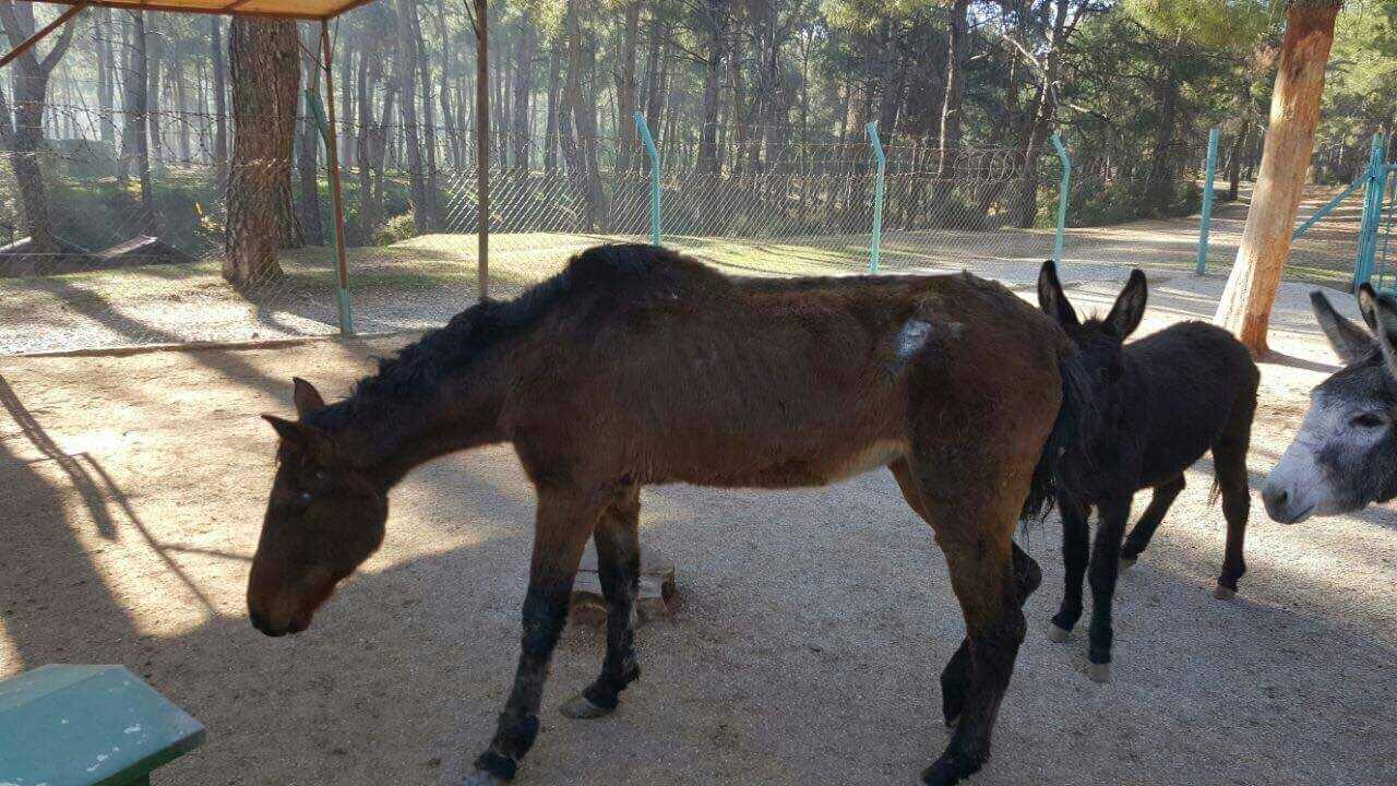 DIŞARI BIRAKILAN ATLAR BELEDİYE TARAFINDAN KORUMA ALTINA ALINDI