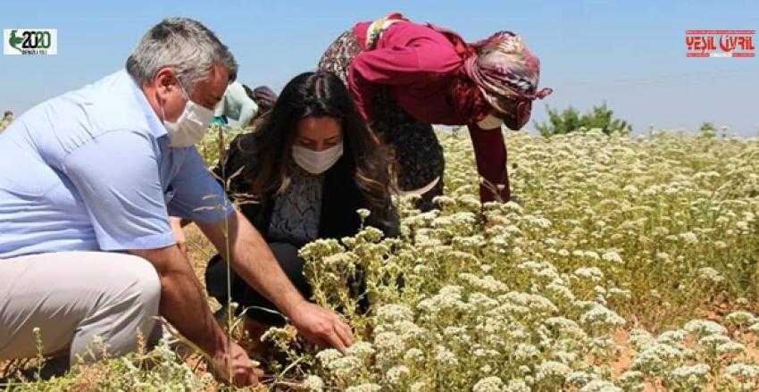 KAYMAKAM HASAT YAPAN KÖYLÜLERE YARDIM ETTİ.