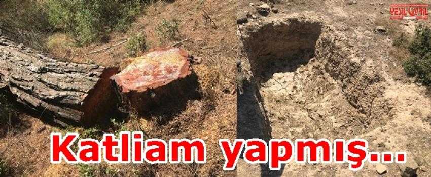 DEFİNE BULMAK İÇİN DOĞA KATLİAMI YAPTI