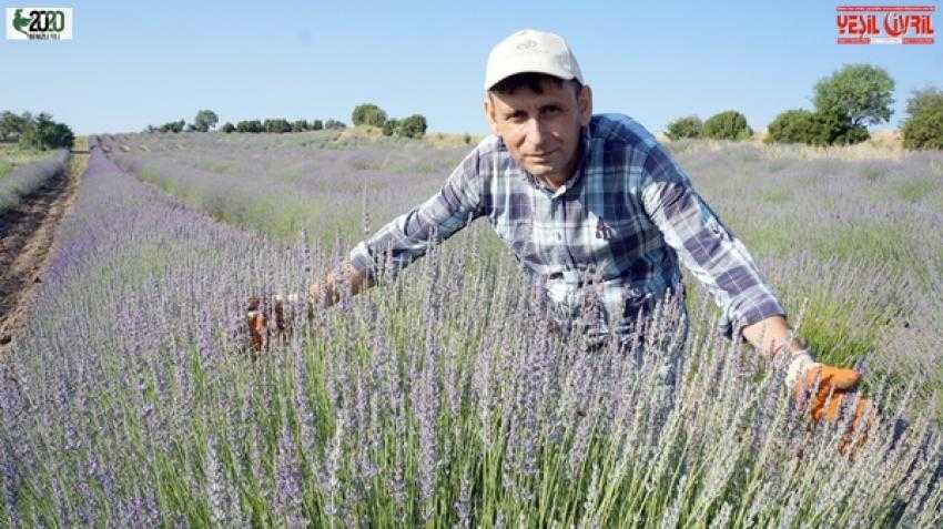 ÇAL’DA LAVANTA HASAT ZAMANI