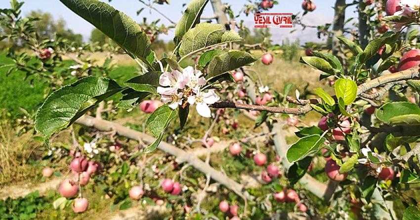 ELMA AĞACI HASAT ZAMANI ÇİÇEK AÇTI