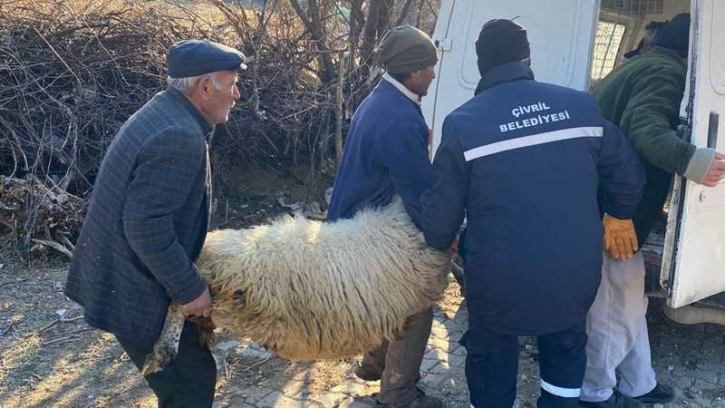 DEPREM BÖLGESİ İÇİN KÜÇÜKBAŞ HAYVAN BAĞIŞLADILAR