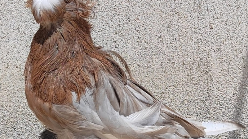 En Güzel Güvercinler Çivril'de Görücüye Çıkıyor