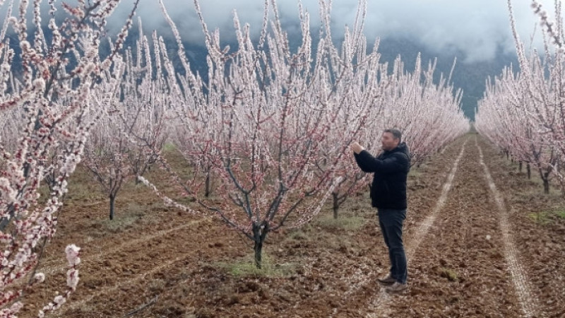 Çivril’de Fenolojik Gözlem ve Hastalık Kontrolleri Sürüyor
