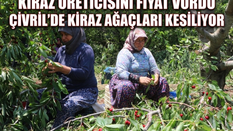 Çivrilli Kiraz Üreticisi Ağaçlarını Keserek Hasat Yapıyor