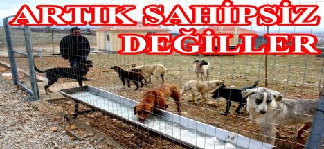 Artık Sahipsiz Değiller