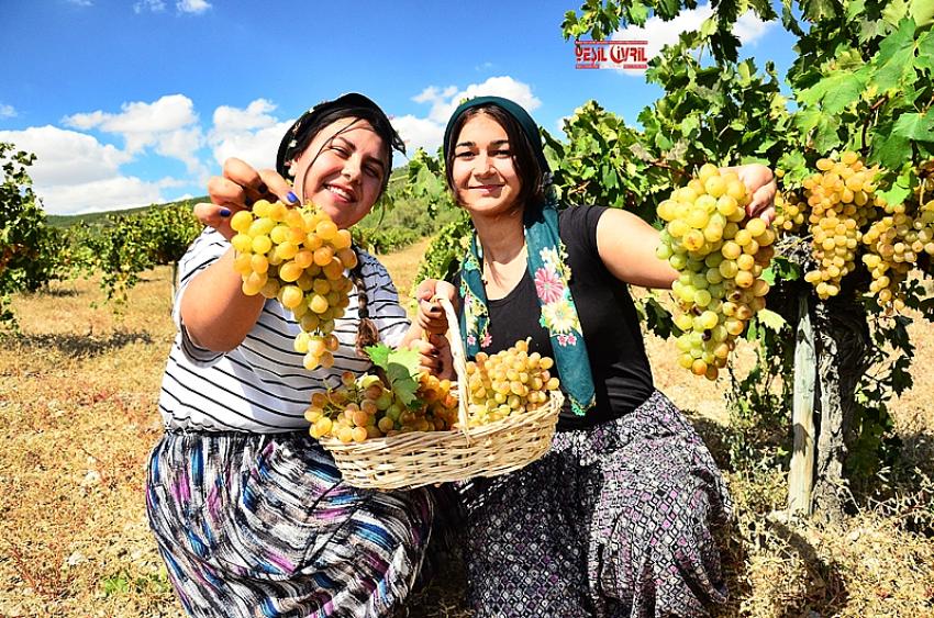ARANAN LEZZET KOÇAK ÜZÜMÜNDE HASAT BAŞLADI