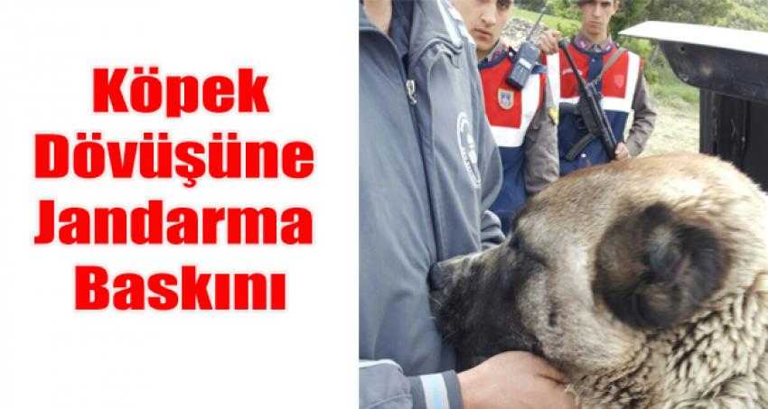 KÖPEK DÖVÜŞÜNE JANDARMA BASKINI
