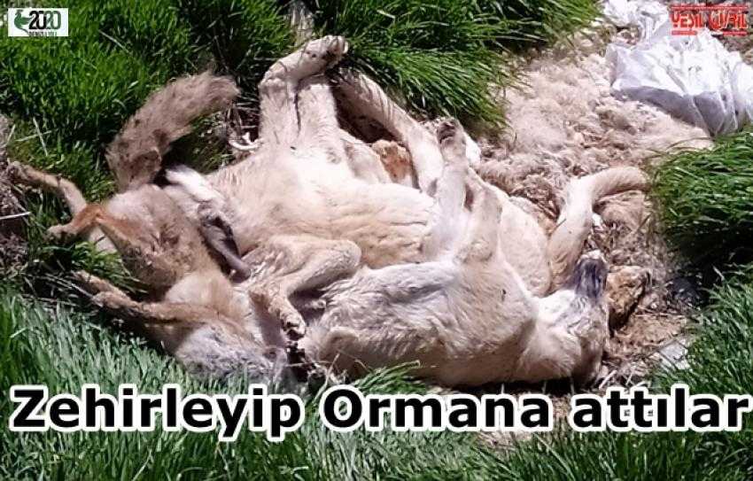 ZEHİRLE ÖLDÜRÜLEN KÖPEKLER ORMANLIK ALANDA BULUNDU