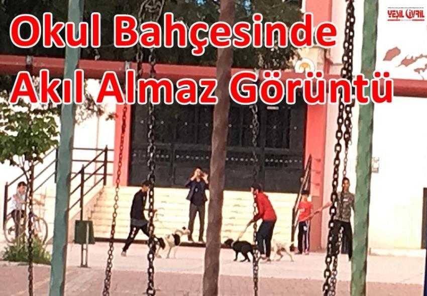 OKUL BAHÇESİNDE KÖPEK DÖVÜŞÜ