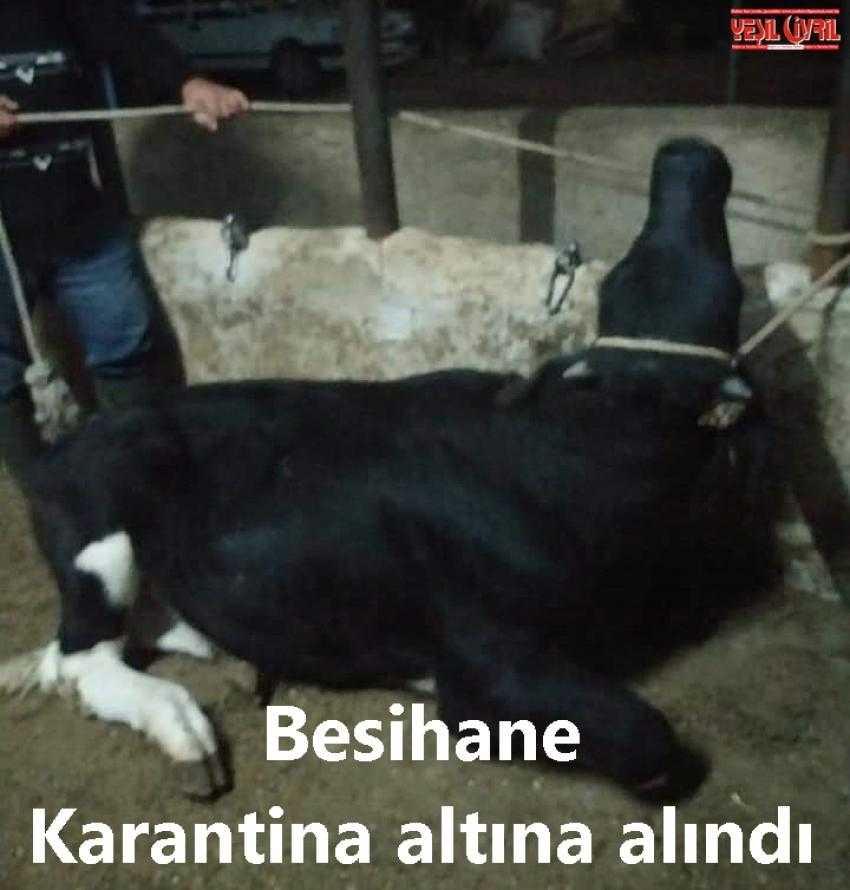 BEKİLLİ'DE 'KUDUZ' ALARMI