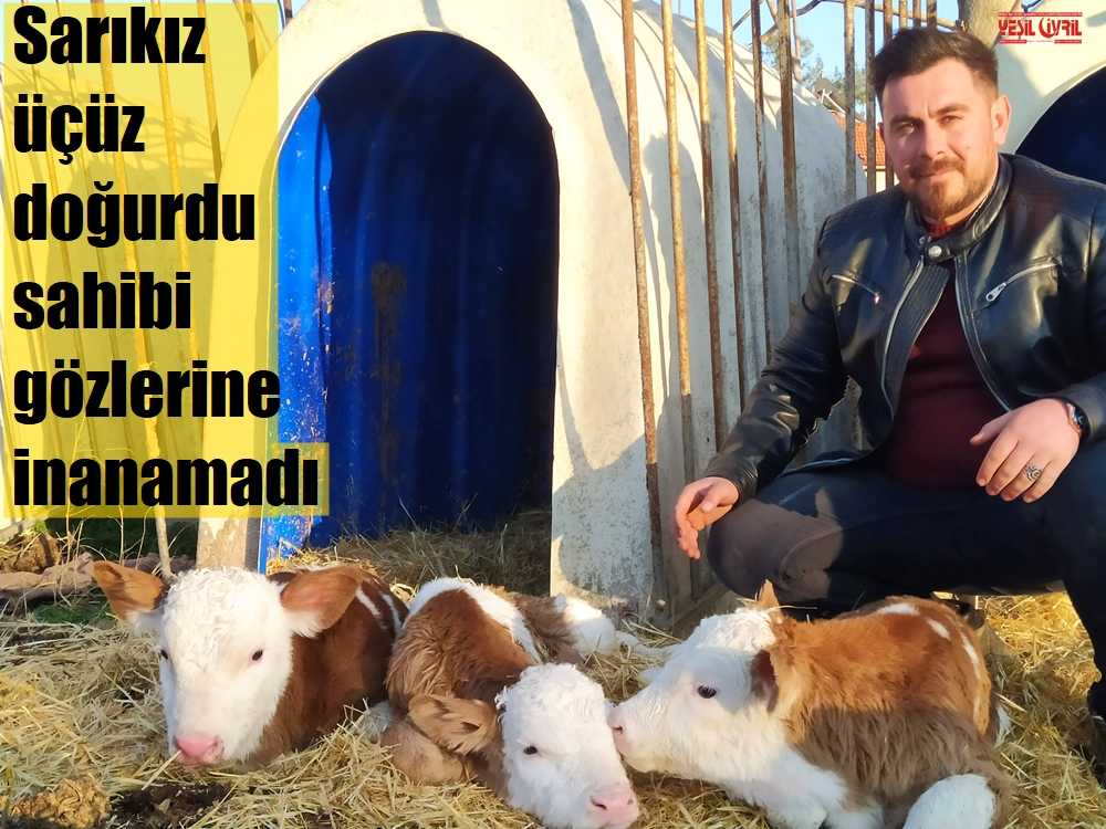 SARIKIZ ÜÇÜZ DOĞURDU SAHİBİ GÖZLERİNE İNANAMADI